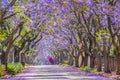 Purple blue Jacaranda mimosifolia bloom in Johannesburg and Pretoria street during spring in October in South Africa