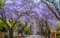 Purple blue Jacaranda mimosifolia bloom in Johannesburg and Pretoria street during spring in October in South Africa Royalty Free Stock Photo