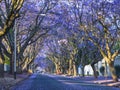 Purple blue Jacaranda mimosifolia bloom in Johannesburg streets during spring in October in South Africa Royalty Free Stock Photo