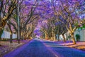 Purple blue Jacaranda mimosifolia bloom in Johannesburg streets during spring in October in South Africa Royalty Free Stock Photo