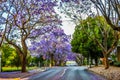 Purple blue Jacaranda mimosifolia bloom in Johannesburg streets during spring in October in South Africa Royalty Free Stock Photo