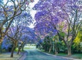 Purple blue Jacaranda mimosifolia bloom in Johannesburg streets during spring in October in South Africa Royalty Free Stock Photo