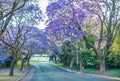 Purple blue Jacaranda mimosifolia bloom in Johannesburg streets during spring in October in South Africa Royalty Free Stock Photo