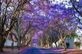 Purple blue Jacaranda mimosifolia bloom in Johannesburg streets during spring in October in South Africa Royalty Free Stock Photo