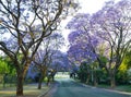 Purple blue Jacaranda mimosifolia bloom in Johannesburg streets during spring in October in South Africa Royalty Free Stock Photo