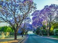 Purple blue Jacaranda mimosifolia bloom in Johannesburg streets during spring in October in South Africa Royalty Free Stock Photo