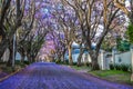 Purple blue Jacaranda mimosifolia bloom in Johannesburg streets during spring in October in South Africa Royalty Free Stock Photo