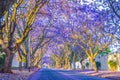 Purple blue Jacaranda mimosifolia bloom in Johannesburg streets during spring in October in South Africa Royalty Free Stock Photo