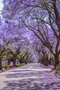 Purple blue Jacaranda mimosifolia bloom in Pretoria streets during spring in October in South Africa Royalty Free Stock Photo