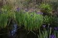 Purple blue Louisiana iris growing wild in bayou marsh water Royalty Free Stock Photo