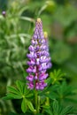 Purple Blue lupin flowers blooming in summer cottage garden