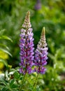 Purple Blue lupin flowers blooming in summer cottage garden Royalty Free Stock Photo