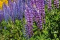 Purple and blue lupin flowers Royalty Free Stock Photo