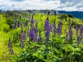 Purple and Blue Lupin flowers in urban meadow Royalty Free Stock Photo