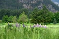 Purple and blue lupine blooming in a scenic mountain setting, as a nature background