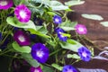 Purple and blue Morning Glory Ipomoea flowers climbing along the wooden fence Royalty Free Stock Photo