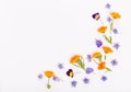 Purple, blue, orange edible flowers: viola, calendula and borage on white background. Royalty Free Stock Photo