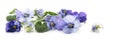 Purple blue pansy flowers and leaves, spring banner background i
