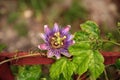 Purple blue passion flower vine plant Passiflora caerulea in bloom Royalty Free Stock Photo