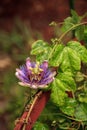 Purple blue passion flower vine plant Passiflora caerulea in bloom Royalty Free Stock Photo