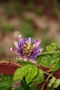 Purple blue passion flower vine plant Passiflora caerulea in bloom Royalty Free Stock Photo