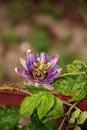 Purple blue passion flower vine plant Passiflora caerulea in bloom Royalty Free Stock Photo