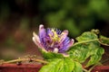 Purple blue passion flower vine plant Passiflora caerulea in bloom Royalty Free Stock Photo