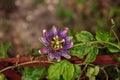 Purple blue passion flower vine plant Passiflora caerulea in bloom Royalty Free Stock Photo