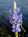 Purple blue pickerelweed flower