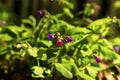 Purple blue pink flowers of lungwort Pulmonaria medicinal forest uncultivated plan early spring Royalty Free Stock Photo