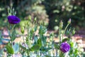 Purple, blue rose in the garden Royalty Free Stock Photo