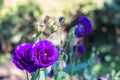 Purple, blue rose in the garden Royalty Free Stock Photo