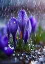 Purple and blue saffron flowers crocus speciosus blooming in spring time closeup macro. Royalty Free Stock Photo