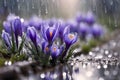 Purple and blue saffron flowers crocus speciosus blooming in spring time closeup macro. Royalty Free Stock Photo