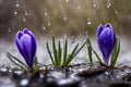 Purple and blue saffron flowers crocus speciosus blooming in spring time closeup macro. Royalty Free Stock Photo
