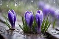 Purple and blue saffron flowers crocus speciosus blooming in spring time closeup macro. Royalty Free Stock Photo