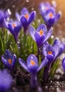 Purple and blue saffron flowers crocus speciosus blooming in spring time. Royalty Free Stock Photo