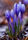 Purple and blue saffron flowers crocus speciosus blooming in spring time. Royalty Free Stock Photo