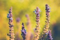 Purple blue Salvia, salvia farinacea in sunset lighting, flowers blooming in the garden. Violet sage flowers Royalty Free Stock Photo