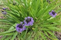 A purple-blue Scilla Peruviana Peruvian Lily flower and its st Royalty Free Stock Photo