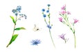 Purple and blue set of meadow wildflowers - field bell, forget-me-not and chicory hand-drawn. Watercolor floral natural