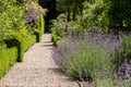 Nepeta Racemosa catmint catnip growing next to a path in the garden at West Green House in Hartley Wintney, Hampshire, UK.