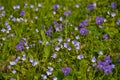 Wildflower purple Violets and tiny Whetzel weed wildflowers