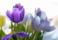 Purple and blue tulips Royalty Free Stock Photo