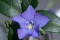 Purple blue vinca periwinkle early spring flower macro