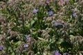 Purple Blue Weed Flower Plant