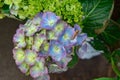 Purple, Blue, Yellow Colors of a Verigated Bigleaf Hydrangea Royalty Free Stock Photo