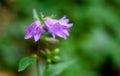 Purple bluebell flower in Germany in the garden Royalty Free Stock Photo