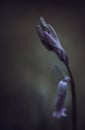 Purple bluebell flowers in a moody woodland setting using a shallow depth of field, and a cool colour pallet Royalty Free Stock Photo