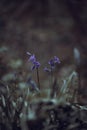 Purple bluebell flowers in a moody woodland setting using a shallow depth of field, and a cool colour pallet Royalty Free Stock Photo